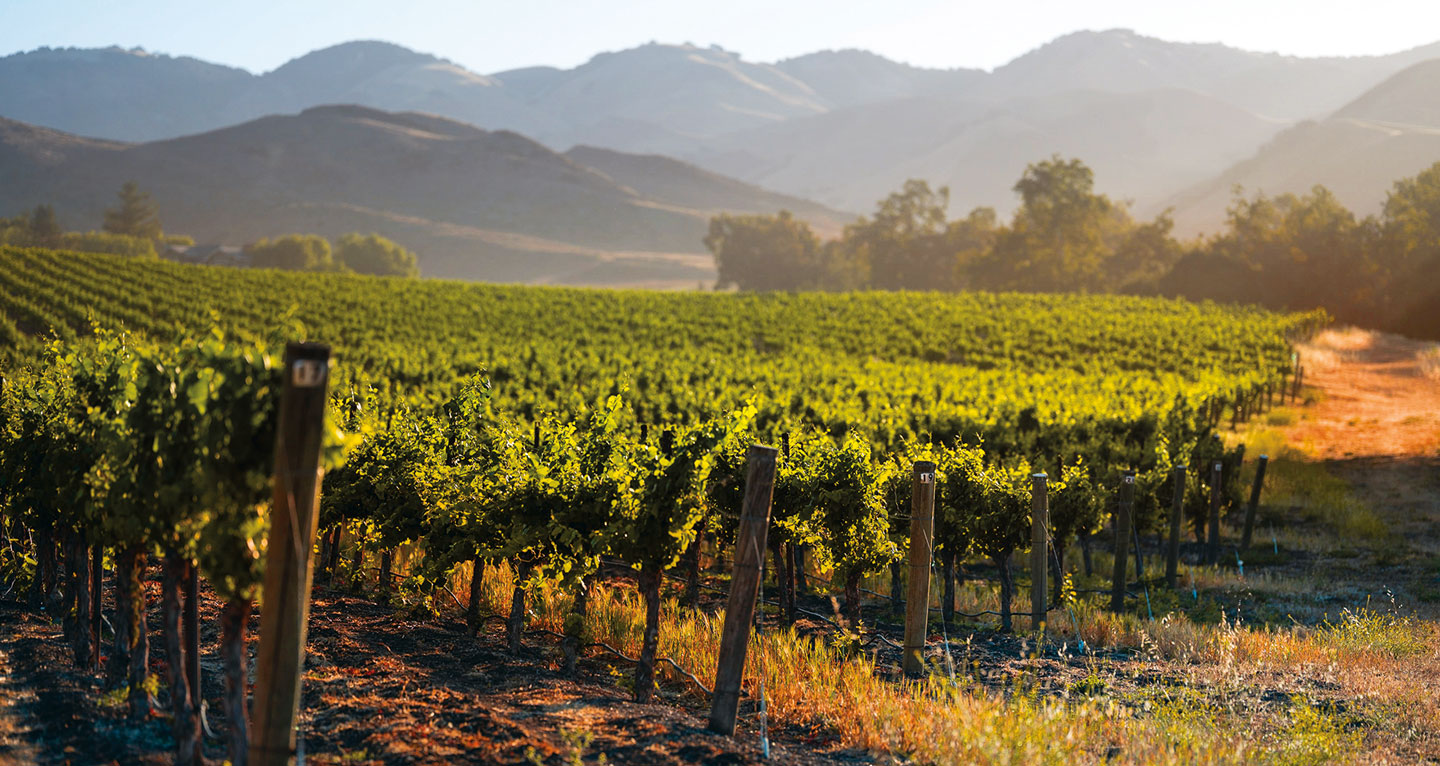 Graymore Vineyard Edna Ranch
